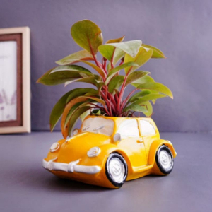 Philodendron Plant with Car Pot