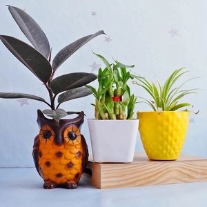 Bamboo Plant Spider Plant N Rubber Plant with Planters