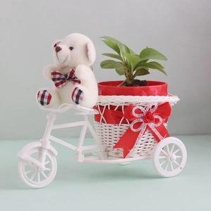 Ficus Compacta Plant with Cycle