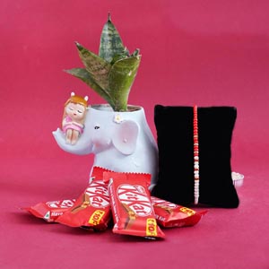 Pearl Rakhi with Snake Plant and Chocolates