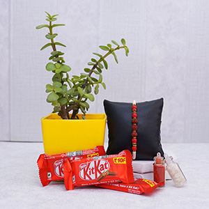 Rudraksha Rakhi with Jade Plant and Chocolates - Rudraksha Rakhi