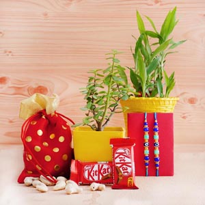 Two Rakhis and Plants Hamper