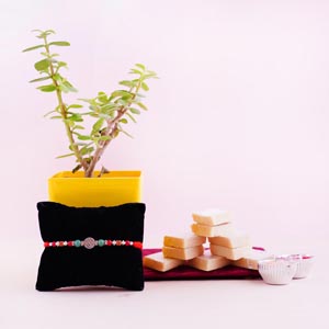 Silver Rakhi with Sweets and Jade Plant