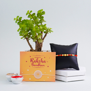 Pearl Rakhi with Jade Plant Combo - Pearl Rakhi