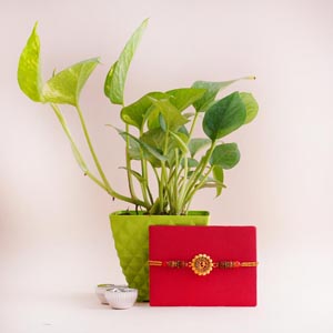Om Rakhi with Money Plant Combo