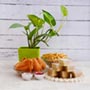 Money Plant Kaju katli N Snacks Combo