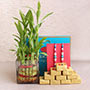 Rakhi Hamper with Bamboo Plant
