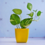 Green Money Plant in Yellow Pot