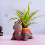 Spider Plant with Baby Turtle Pot