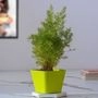 Foxtail Fern Plant