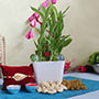 Propitious Rakhi Combo for Brother