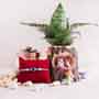 Evil Eye Rakhi with Snake Plant Combo