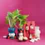 Bhaiya Bhabhi Rakhi with Money Plant Hamper
