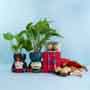 Couple Rakhi with Money Plants and Chocolates Combo
