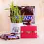 Designer Rakhi with Lucky Bamboo and Snicker Chocolate