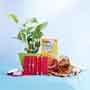 4 Silver and Rudraksha Rakhi Set with Money Plant Combo