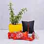 Rudraksha Rakhi with Jade Plant and Chocolates