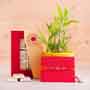 Designer Rakhi and Lucky Bamboo Plant Combo