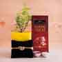 Designer Rakhi with Jade Plant and Temptations