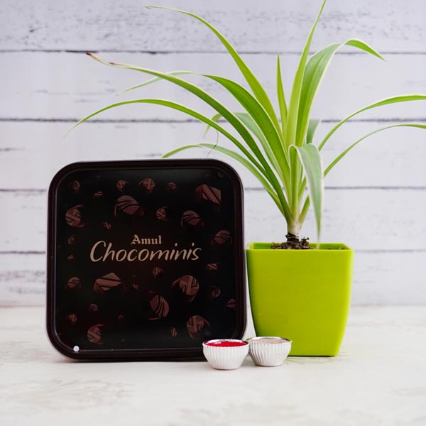 Spider Plant N Chocolate Bhai Dooj Combo