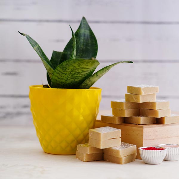 Snake Plant N Kaju Katli for Bhai Dooj