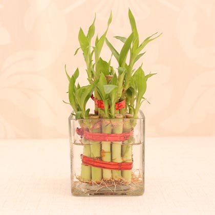 Rakhi Hamper with Bamboo Plant