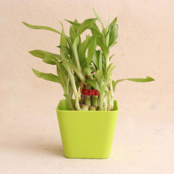 Good Luck Hamper for Loved Ones