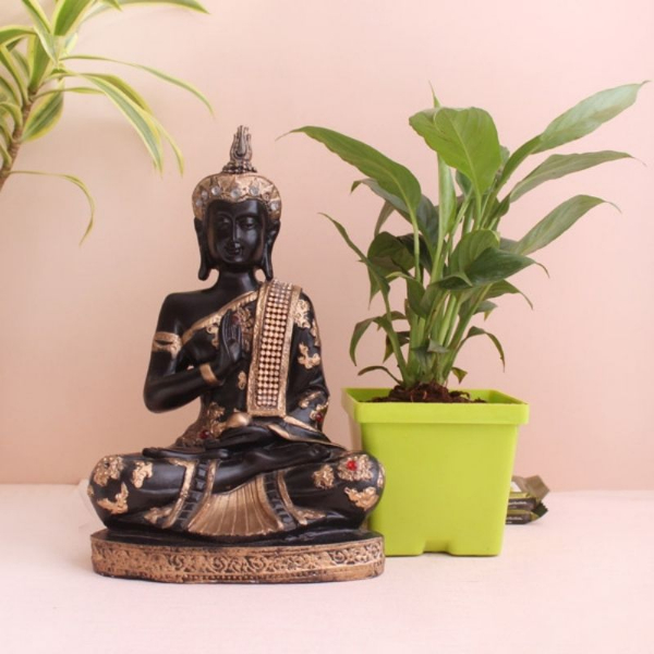 Peaceful Lily Plant Combo