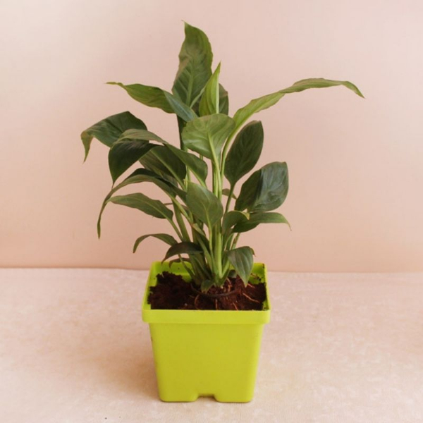 Peaceful Lily Plant Combo