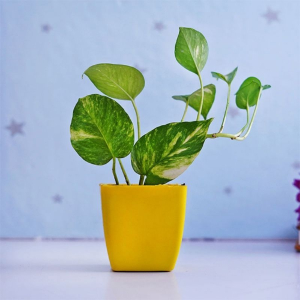 Green Money Plant in Yellow Pot