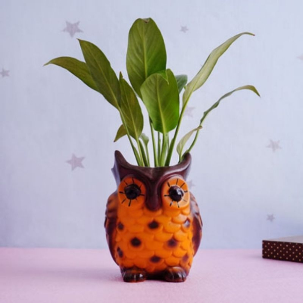 Peace Lily Plant with Owl Pot