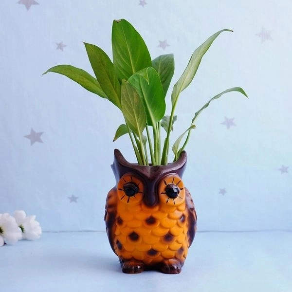 Bamboo Plant Spider Plant N Rubber Plant with Planters