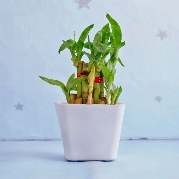 Bamboo Plant Spider Plant N Rubber Plant with Planters