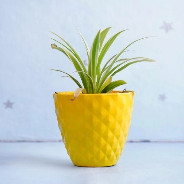 Bamboo Plant Spider Plant N Rubber Plant with Planters