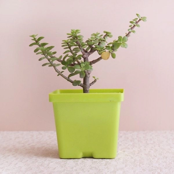 Lucky Jade Plant & Laughing Buddha Combo