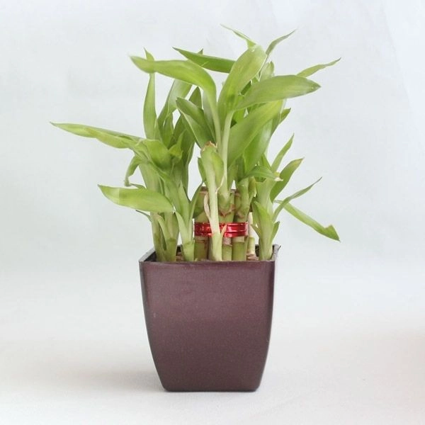 Heartening Gift Hamper