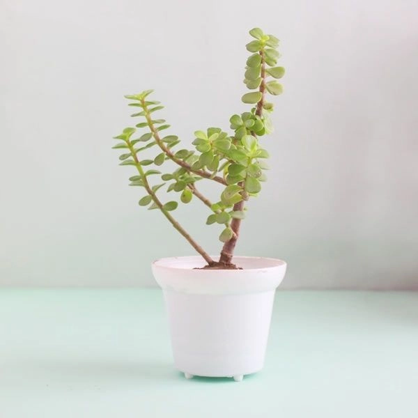 Jade Plant in Decorative Cycle