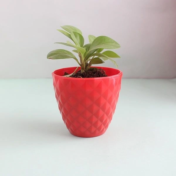 Ficus Compacta Plant with Cycle