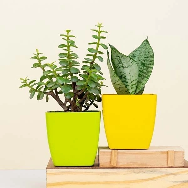 Jade N Snake Plant with Plastic Pot