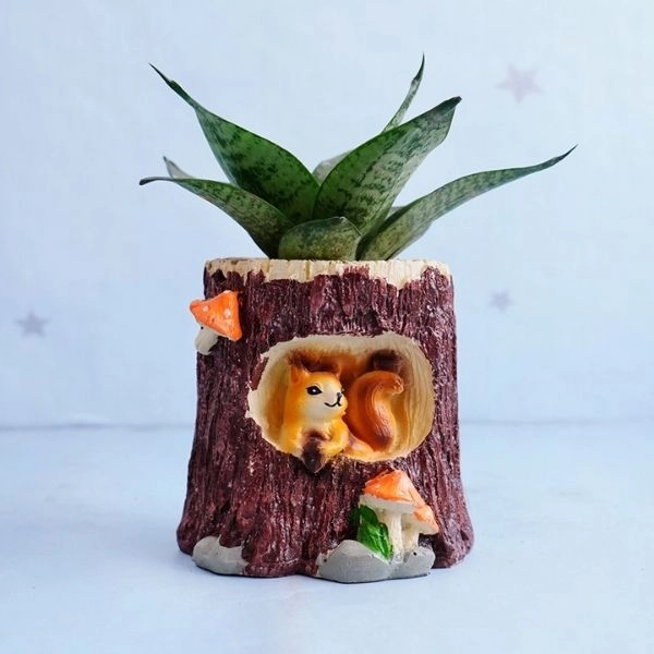 Jade Plant with Snake Plant in Designer Pots