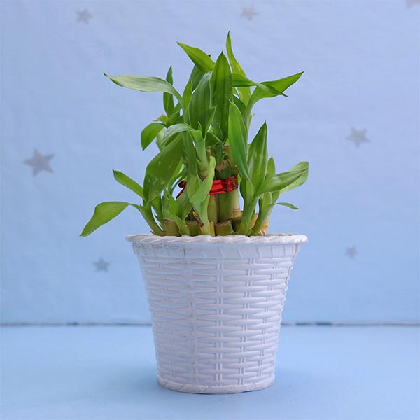 Lucky Plant with Chocolate N Buddha Combo
