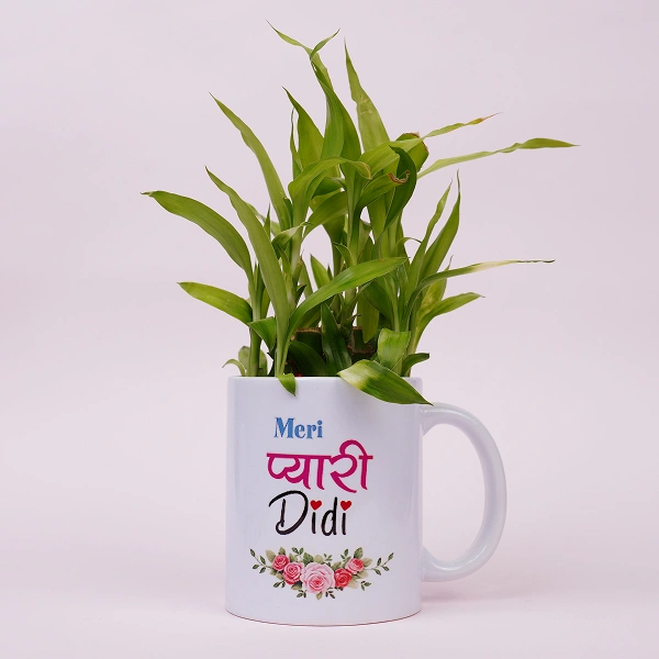 Lucky Bamboo Plant in Printed Ceramic Mug