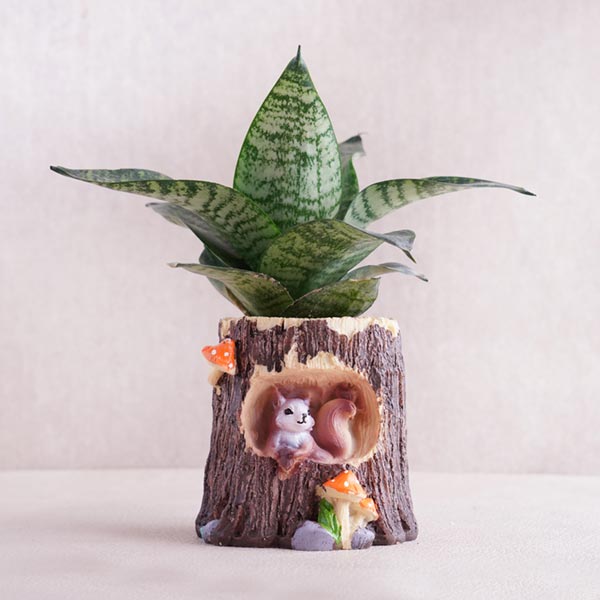 Evil Eye Rakhi with Snake Plant Combo