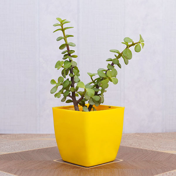Designer Rakhi with Jade Plant and Kisses Chocolates