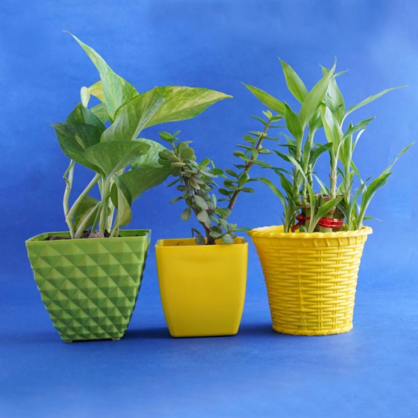 Three Brothers’ and Lumba Rakhi with Plants Hamper