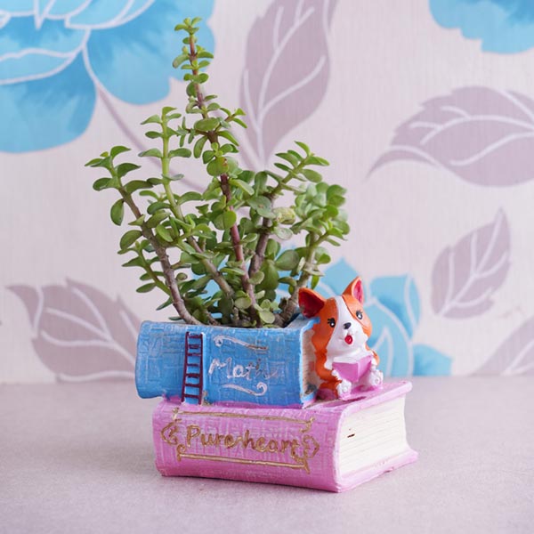 Bro Rakhi with Plants and Dryfruits Hamper