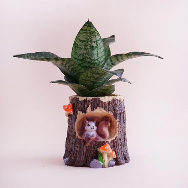 Ganesha Rakhi Signature Box with Snake Plant in Designer Pot