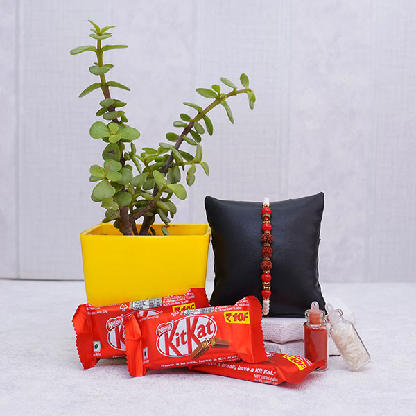 Rudraksha Rakhi with Jade Plant and Chocolates
