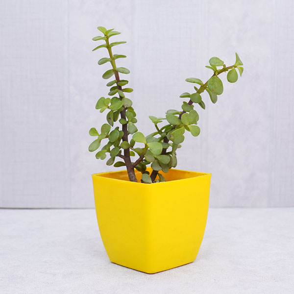 Rudraksha Rakhi with Jade Plant and Chocolates