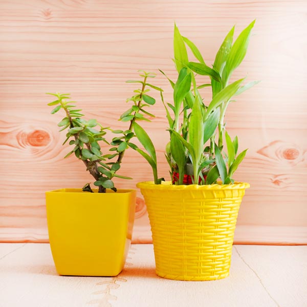 Two Rakhis and Plants Hamper